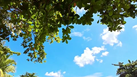 Tree Leaves and Sky. Stock Footage 329907977