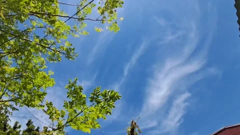 Tree Leaves and Sky. Stock Footage 329908342