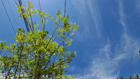 Tree Leaves and Sky. Stock Footage 329908343