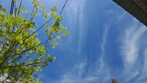 Tree Leaves and Sky. Stock Footage 329908400