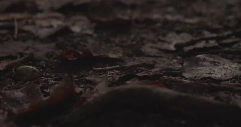 Tree leaves and small branches on the ground during autumn, 4k, VLOG, 24fps Stock Footage 277231376