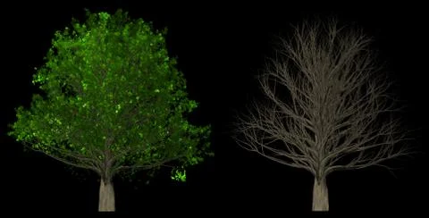 Tree with leaves and without leaves isolated on black background Stock Illustration