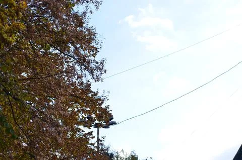 A tree with leaves that are brown and yellow. Foto stock