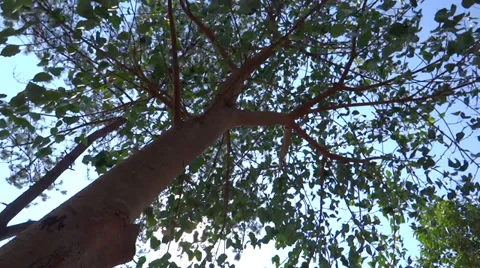 Tree leaves are making musical sound in airy atmosphere Stock-Footage 38013897