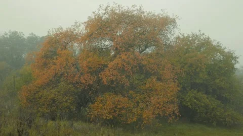 Tree with leaves that are orange and yellow Stock Footage 309768944
