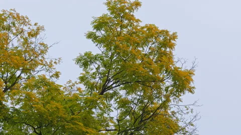 Tree leaves are turning from green to yellow for autumn/fall season Stock Footage 285568486