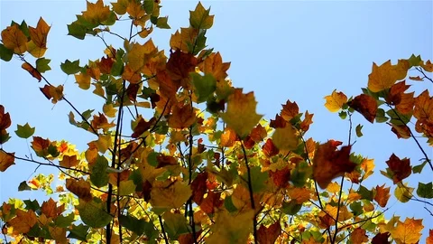 Tree leaves in autumn to wind. Video stock 100588688