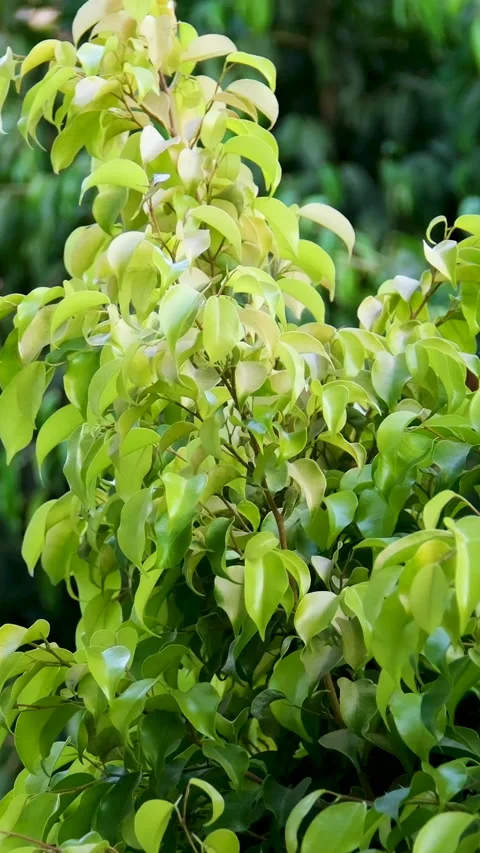 Tree leaves background Green fresh tamarind leaves moving agains blue sky with Stock Footage 277023868