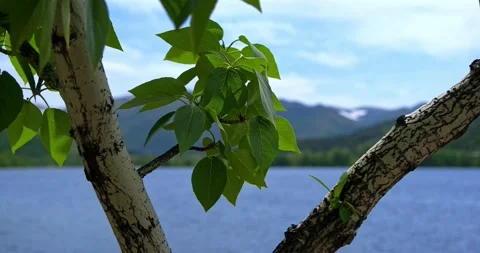 Tree leaves on the background of mountains and lakes, blue sky beautiful nature Stock Footage 131011312
