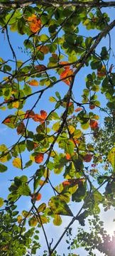 Tree leaves on the beach Foto stock