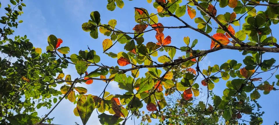 Tree leaves on the beach Stock Photos