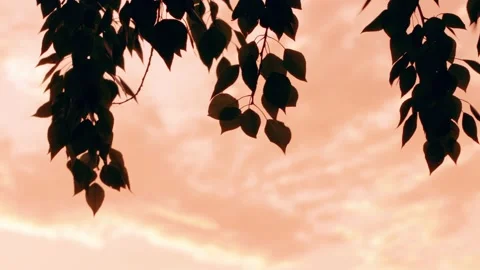 Tree leaves in beautiful sunset light Stock Footage 221236942