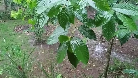 Tree leaves being drenched in rain Stock Footage 306482160