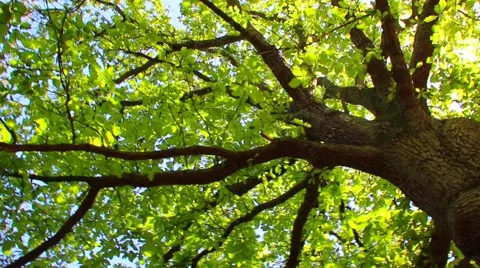 Tree with leaves from below Stock-Footage 51841029