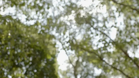 Tree leaves from below Vídeos de archivo 113804059