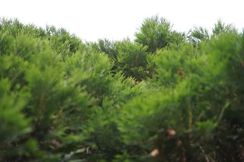 Tree leaves from below Stock Photos