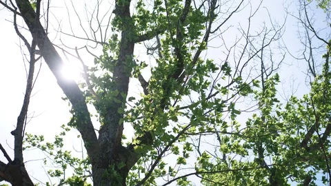 Tree leaves blow in wind Stock Footage 128784567
