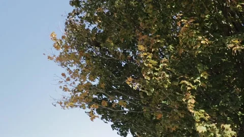 Tree Leaves Blowing Against Clear Sky Stock Footage 169974467