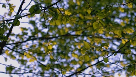 Tree Leaves Blowing in the Breeze 2 Video stock 88994275