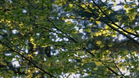 Tree Leaves Blowing in the Breeze Video stock 88987205