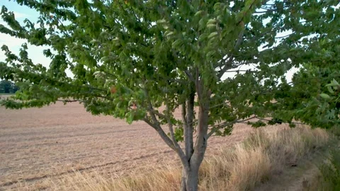 Tree leaves blowing in the breeze Video stock 207553920