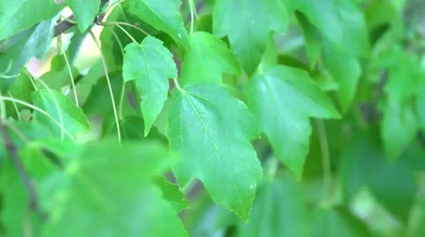 Tree leaves blowing Stock Footage 12152616