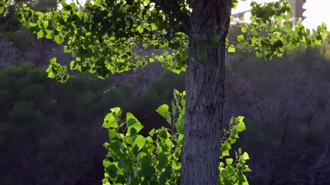 Tree leaves blowing Stock Footage 167244087