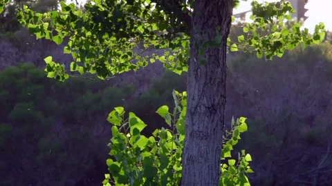 Tree leaves blowing Stock Footage 167516562
