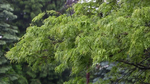 Tree Leaves Blowing on a Rainy Day Stock Footage 24821407