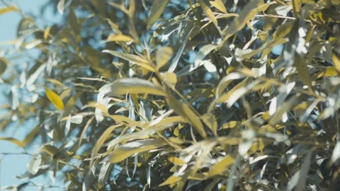 Tree leaves blowing in the summer wind, blue sky in the background Stock Footage 276096608