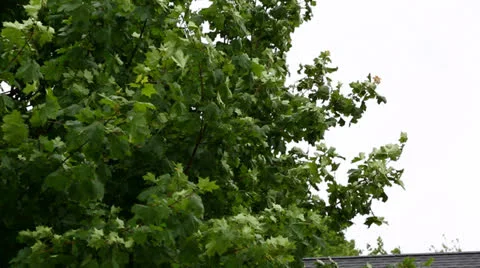 Tree Leaves Blowing on a Very Windy and Rainy Day Stock Footage 24820181