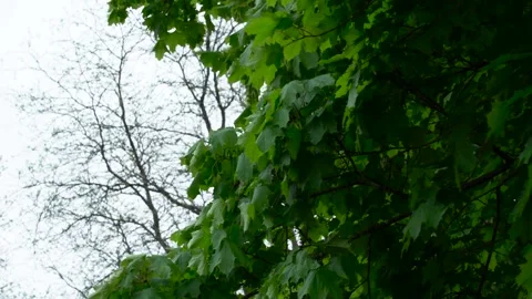 Tree with Leaves Blowing Wildly on a Windy Overcast Day Vídeos de archivo 242707186