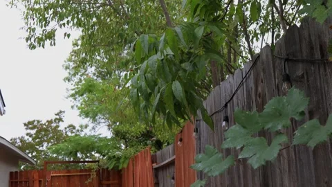 Tree Leaves Blowing in Wind Against Wooden Fence in Suburban Neighborhood  Stock Footage 249357272