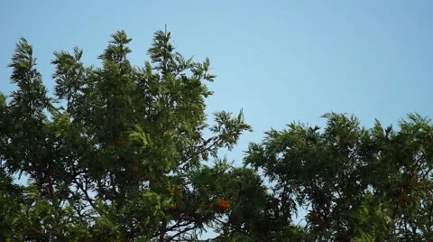 Tree Leaves Blowing in The Wind on a Blue Sky Video stock 63115902