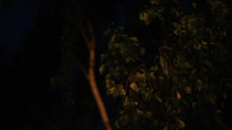 Tree leaves blowing in wind Stock Footage 50247629