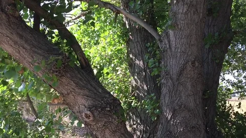 Tree with Leaves Blowing in Wind Stock Footage 75592733