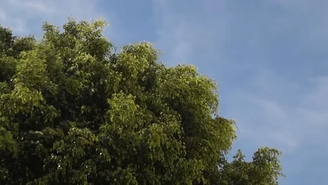 Tree leaves blowing in the wind Stock Footage 99320796