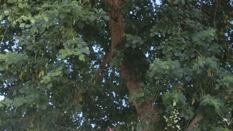 Tree Leaves Blowing in the Wind Video stock 199558626