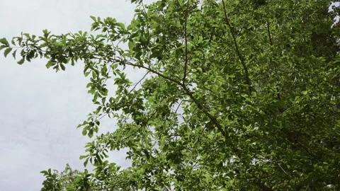 Tree Leaves Blowing in the Wind Stock-Footage 301024408
