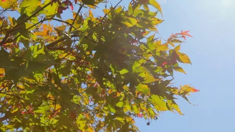Tree leaves blowing in wind green with orange and red Stock Footage 92075950