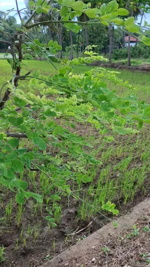 Tree leaves blowing in the wind over a green field Video stock 338289066