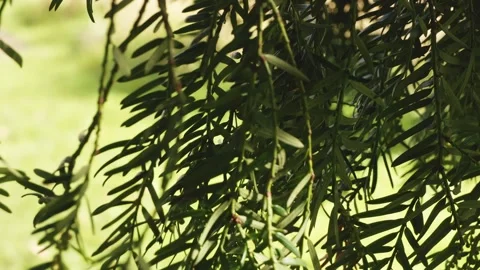 Tree leaves blowing in the wind slow motion stock footage Video stock 328599362