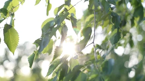 Tree Leaves Blowing in the Wind at Sunset | 120fps Stock Footage 97143996