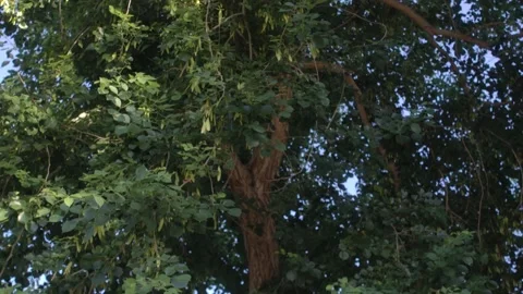 Tree Leaves Blowing in the Wind with Tilt Down Video stock 199559066