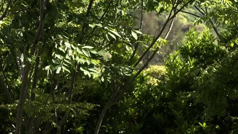 Tree Leaves blown by the breeze in 4K Видео 336649147