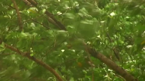 Tree Leaves Blown by Hurricane Dennis Stock Footage 290999764