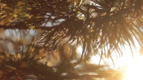 Tree leaves blown by wind during sunset in slow motion 스톡 동영상 135213330