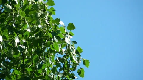 Tree Leaves on the Blue Sky Background Stock-Footage 90332833