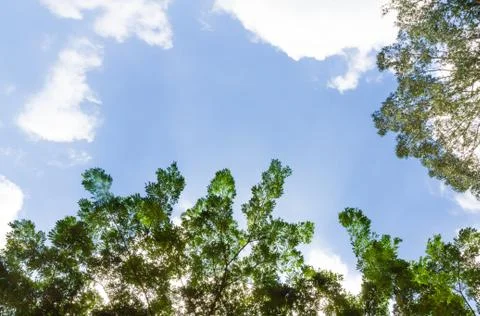 Tree leaves on the blue sky background Stock Photos