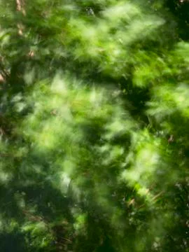 Tree leaves blurred by wind Stock Photos